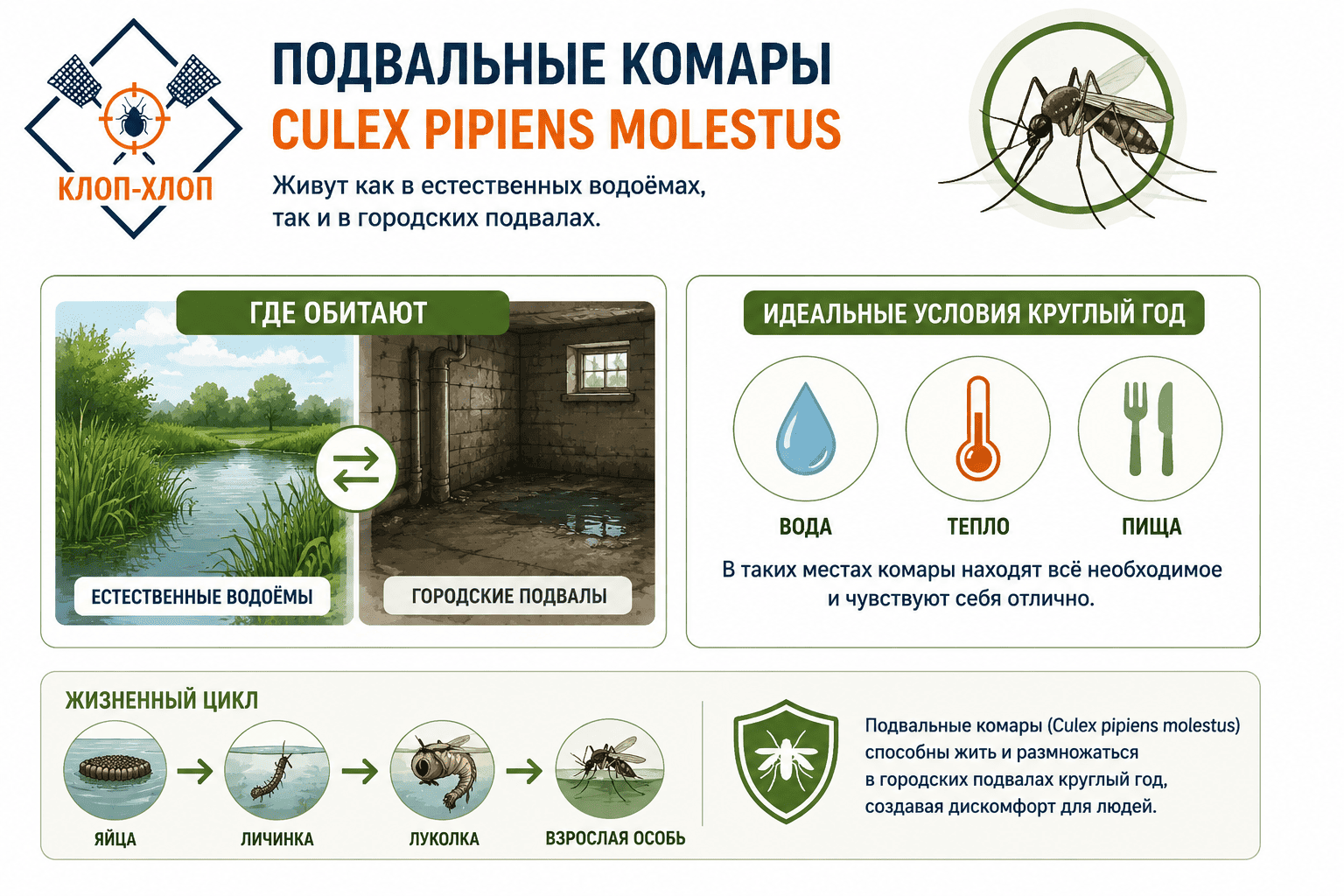Биотопы и предпочитаемые места обитания: от природных водоемов до городских подвалов